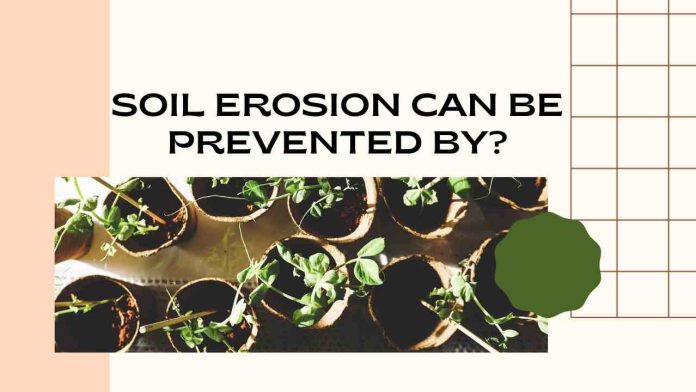 Soil erosion can be prevented by?