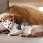 MetLife Pet Insurance: Comprehensive Coverage for Your Furry Family Members